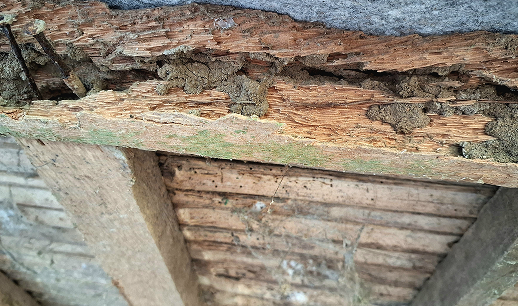 Termite & Timber Pest Damage